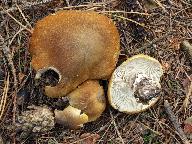 Tricholoma arvernense