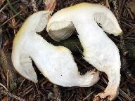 Tricholoma arvernense 
