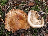 Tricholoma focale