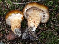 Tricholoma focale 