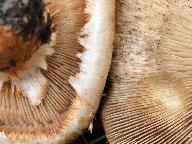 Tricholoma focale