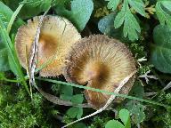 Inocybe mixtilis 