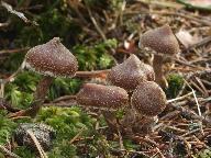 Cortinarius flexipes 