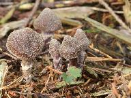 Cortinarius flexipes 