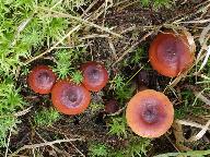 Lactarius sphagneti