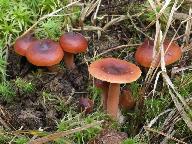 Lactarius sphagneti