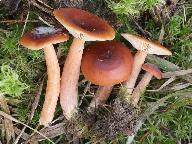 Lactarius sphagneti