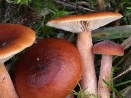 Lactarius sphagneti