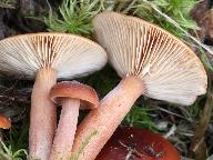 Lactarius sphagneti 