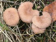 Lactarius glyciosmus