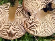 Lactarius glyciosmus 