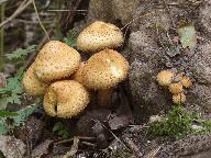 Pholiota squarrosa 