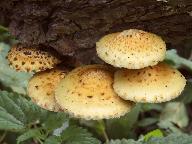 Pholiota cerifera