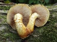 Pholiota cerifera