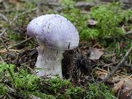 Cortinarius traganus 