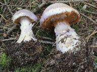 Cortinarius traganus 