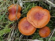 Lactarius aurantiacus 