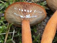 Lactarius aurantiacus 