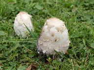 Coprinus comatus 