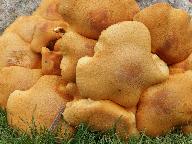 Gymnopilus spectabilis 