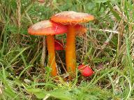 Hygrocybe coccinea 