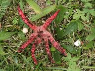 Clathrus archeri 