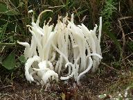 Clavaria fragilis