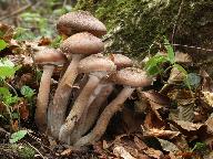 Armillaria gallica