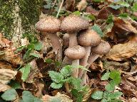 Armillaria gallica 