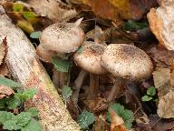 Armillaria gallica
