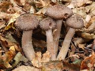 Armillaria gallica