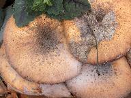 Armillaria gallica