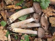 Armillaria gallica