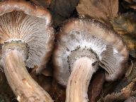 Armillaria gallica