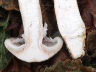 Armillaria gallica