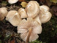 Mycena galericulata
