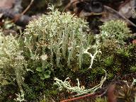 Cladonia phyllophora 