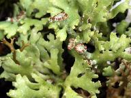 Cladonia foliacea 