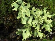 Cladonia foliacea