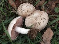 Agaricus campestris