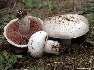 Agaricus campestris