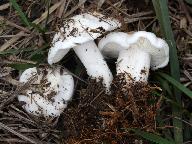 Calocybe constricta