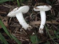 Calocybe constricta 