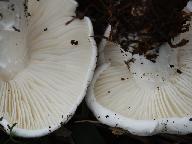 Calocybe constricta 