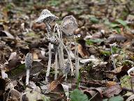 Coprinopsis lagopus