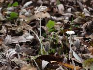 Coprinopsis lagopus