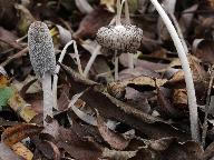 Coprinopsis lagopus 