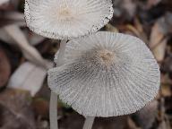 Coprinopsis lagopus 