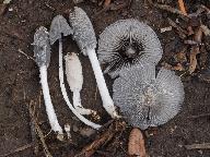 Coprinopsis lagopus 