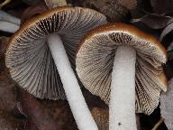 Psathyrella fusca 